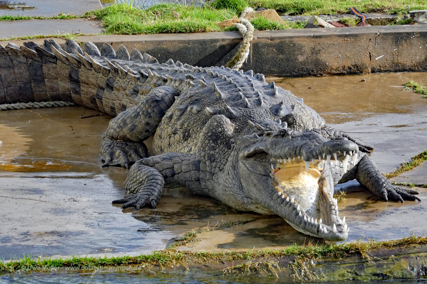 Spitzkrokodil (Crocodylus acutus)